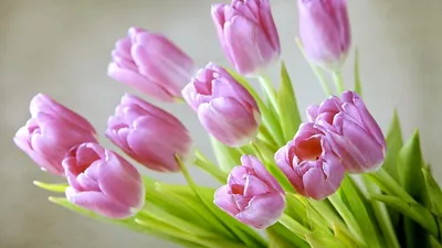 Тюльпаны Цветы Весна Весенние - Бесплатное фото на Pixabay - Pixabay