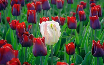Тюльпаны Весенние цветы Цветы Фотографии сада Карты Фон И картинка для  бесплатной загрузки - Pngtree