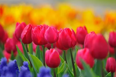 Тюльпаны. Фото весенних цветов