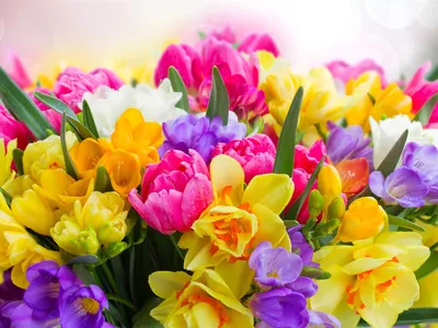 картинки : цветок, лепесток, тюльпан, оранжевый, весна, цветы, Весна,  Тюльпаны, цветущее растение, Семейство лилий, Наземный завод 3872x2592 - -  1165746 - красивые картинки - PxHere