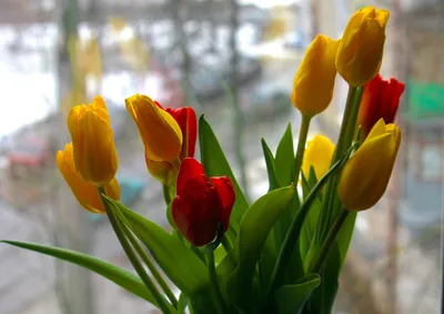 Красивые тюльпаны весна