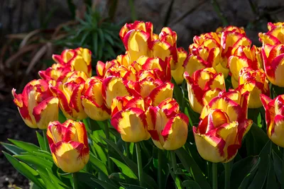 Свежие весенние цветы из тюльпанов стоковое фото ©LiliGraphie 22519175