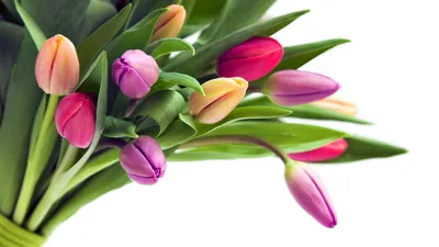 Туалетное мыло Весна Цветы весны \" Тюльпан \" 90г - купить в  интернет-магазине Улыбка радуги