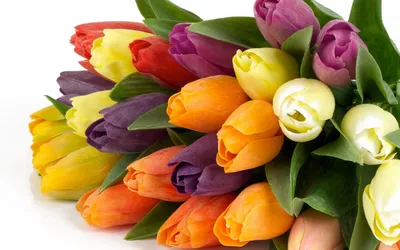 Красочные тюльпаны. Красивые цветки весны. Ландшафт весны Стоковое  Изображение - изображение насчитывающей красивейшее, свеже: 30759137