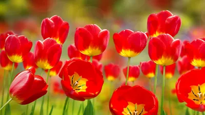 картинки : природа, лепесток, тюльпан, весна, Красный, ботаника, Рыжих,  Флора, Тюльпаны, Желтые цветы, Весенний цветок, Красные цветы, Поле цветов,  Tulpenbluete, цветущее растение, Остерклокен, Наземный завод 5184x3456 - -  1279996 - красивые картинки ...