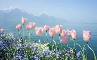Весенние цветы тюльпаны - 51 фото