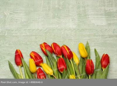Скачать обои цветы, весна, тюльпаны, красные тюльпаны, жёлтые тюльпаны  разрешение 1920x1080 #190353
