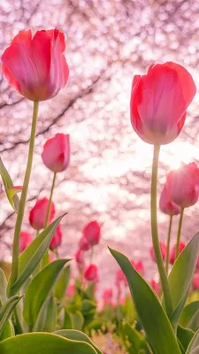 Красивые тюльпаны весны цветут в парке, нидерландской Голландии Стоковое  Изображение - изображение насчитывающей завод, нидерланды: 111260163