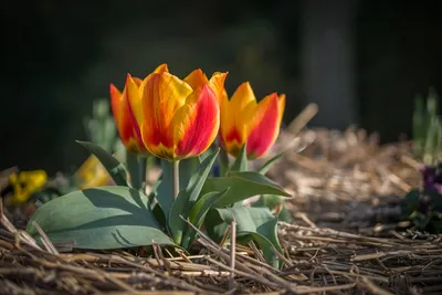 Весенние цветы тюльпаны (90 фото) - 90 фото