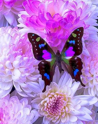 Фотообои Для девочек \"Белые цветы и красивые бабочки в лучах солнца\" - арт  003000050 | Купить в интернет-магазине Фото в дом