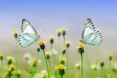 красивые бабочки весенние цветы. изоляция высокого разрешения на белом  фоне. Иллюстрация штока - иллюстрации насчитывающей еда, смысль: 274525607