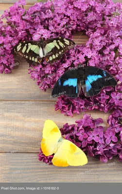 Красивые Бабочки И Красивые Цветы. Весенний Пейзаж Фотография, картинки,  изображения и сток-фотография без роялти. Image 56962734