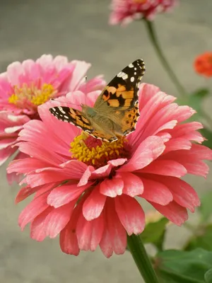 Самые красивые бабочки и цветы в …» — создано в Шедевруме