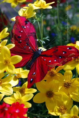 красивые бабочки весенние цветы. изоляция высокого разрешения на белом  фоне. Иллюстрация штока - иллюстрации насчитывающей биографической,  красивейшее: 274525631