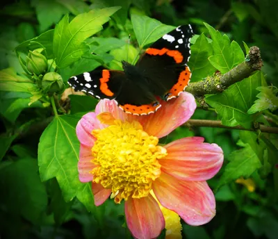 Картинки красивые с природой и цветами и бабочками (68 фото) » Картинки и  статусы про окружающий мир вокруг