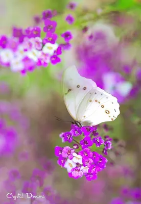 Красивые бабочки и цветы мальвы …» — создано в Шедевруме