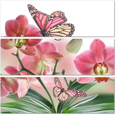 Набор для рисования по номерам 40х40 \"Красивые бабочки\" с зол.поталью, 30  цветов, Рыжий Кот/Х-