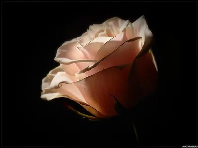 Картинки розы на аву (71 фото)