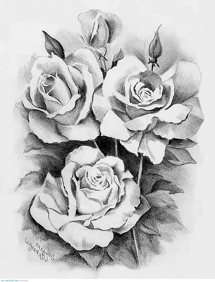 Лотус красивые цветы, нарисованные вручную цветок Иллюстрация штока -  иллюстрации насчитывающей кровопролитное, картина: 232648686