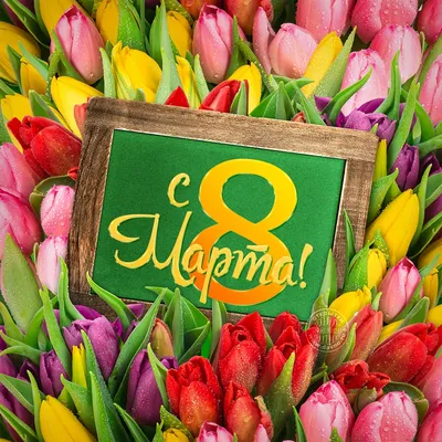 Купить тюльпаны на 8 марта в шляпной коробке в Саратове