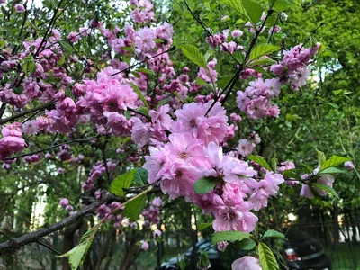 Цветы и деревья из бисера, фото - Цветы и деревья из бисера от Светланы  Сапегиной | Французские цветы, Цветы из бисера, Проволочные цветы