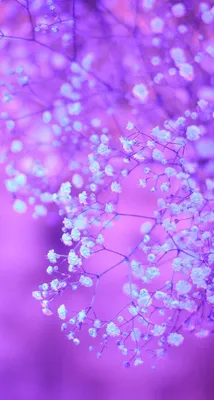 Фиолетовые картинки на телефон - 80 фото