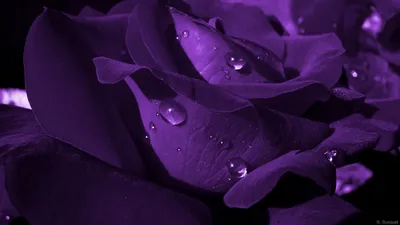 Красивые обои на телефон фиолетового цвета - 64 фото