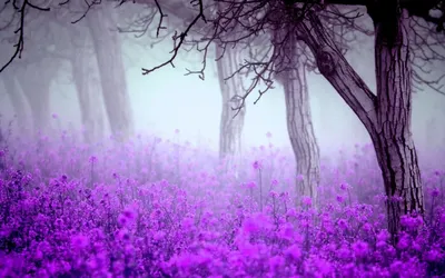 Красивые фиолетовые картинки эстетика - 82 фото