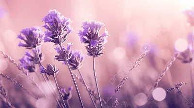 Аниме фон в фиолетовых тонах - 35 фото