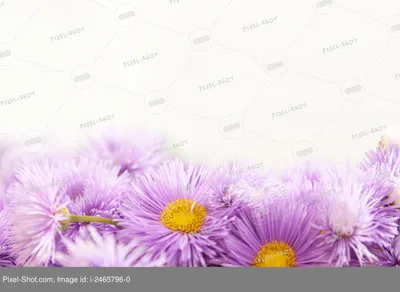 Флизелиновые фото обои в гостиную 312х219 см Красивые фиолетовые цветы на  черных стеблях (1236VEXXL)+клей (ID#1077753936), цена: 1610 ₴, купить на  Prom.ua