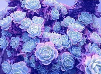 Фиолетовые красивые цветы в глинянном…» — создано в Шедевруме
