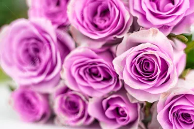 Фиолетовые красивые цветы в глинянном…» — создано в Шедевруме