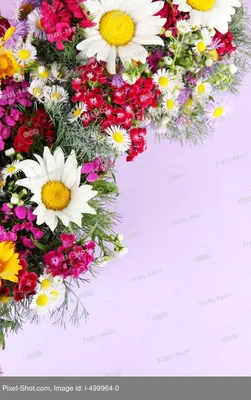 Красивые фиолетовые цветы, крупный план :: Стоковая фотография ::  Pixel-Shot Studio