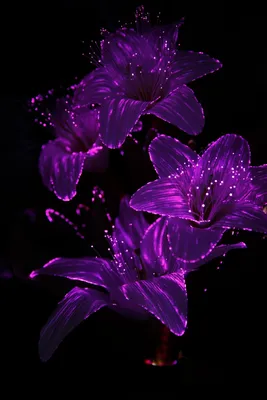 Красивые Фиолетовые Цветы С Каплей Фоны Рабочий Стол Обои Открытки —  стоковые фотографии и другие картинки Абстрактный - iStock