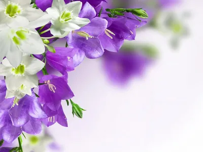 красивые цветы хризантемы и эустомы на фиолетовом деревянном фоне ::  Стоковая фотография :: Pixel-Shot Studio