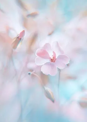 Красивые фоны в пастельных тонах (43 фото) | Pink flowers, Flowers  photography, Beautiful flowers