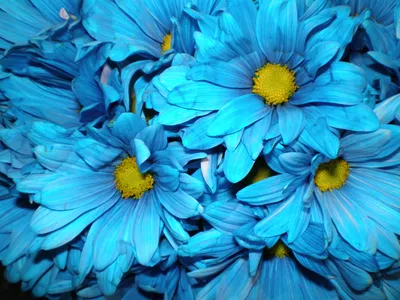 Самые красивые синие цветы - 76 фото