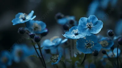Синие цветы в природе - 72 фото