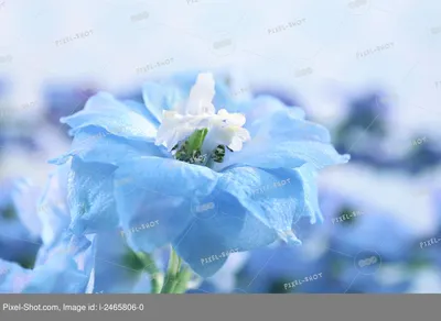 Красивые синие цветы - ePuzzle фотоголоволомка