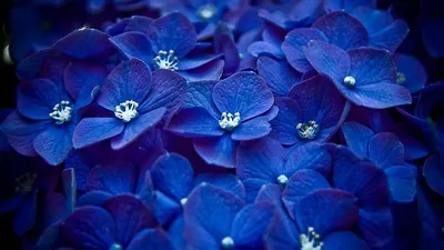 Красивые синие цветы, крупный план :: Стоковая фотография :: Pixel-Shot  Studio