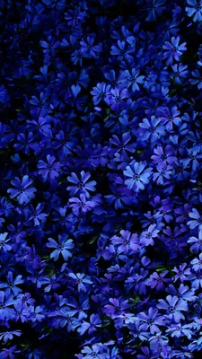 Сине фиолетовые цветы (50 фото) - 50 фото
