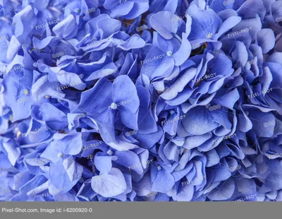 🌺 Гиперреалистичные красивые синие …» — создано в Шедевруме