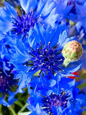 Красивые оттенки синего - 79 фото