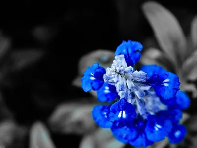 Красивые синие цветы - 74 фото