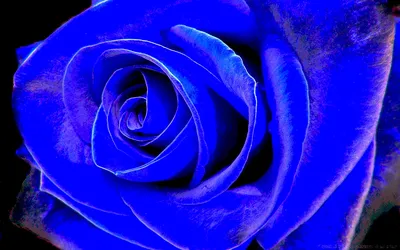Обои на рабочий стол Красивые цветы синие гиацинты, обои для рабочего  стола, скачать обои, обои бесплатно
