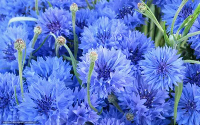 Синие цветы с названиями