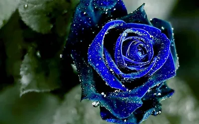 обои : Синие цветы, Светящийся, цифровое искусство 7680x4320 - Felipepho -  1665193 - красивые картинки - WallHere