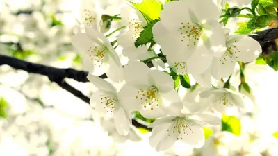 Весенние цветы - Обои для рабочего стола