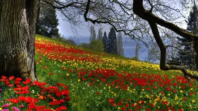 HD заставки цветы 2560x1600 HD обои весенние цветы флора заставки 2560x1600  скачать обои высокого качества