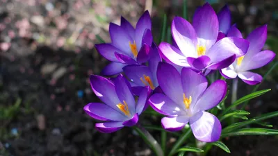 Природа, Весна - Красивые Бесплатные фото обои для рабочего стола windows  #52
